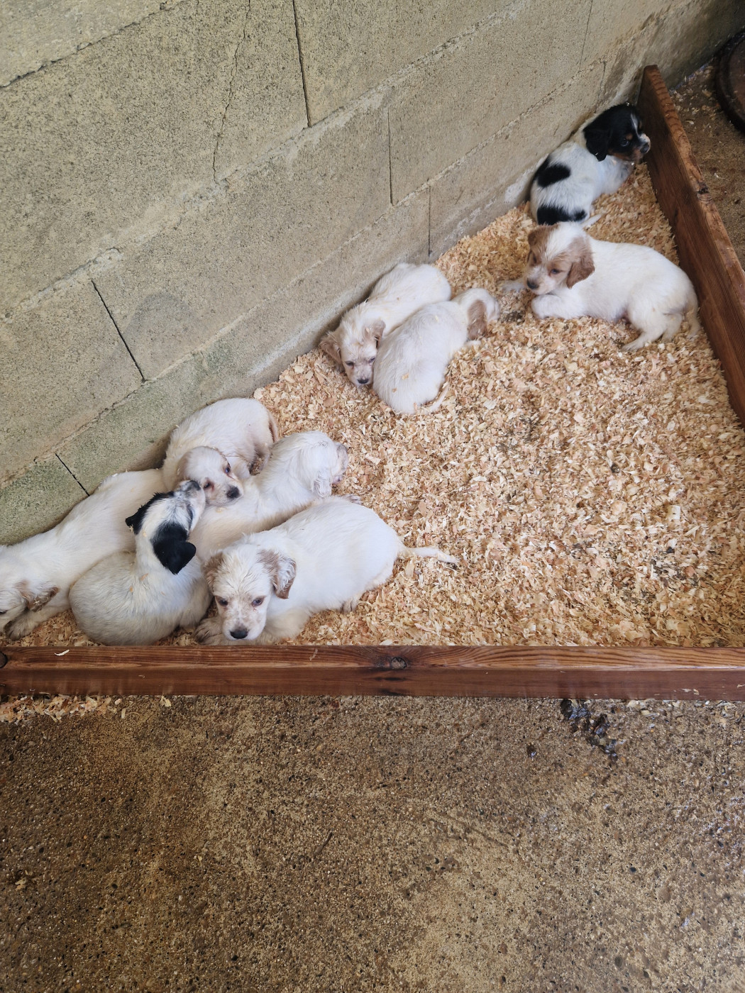 Chiot Setter Anglais Du Clos De Perlin