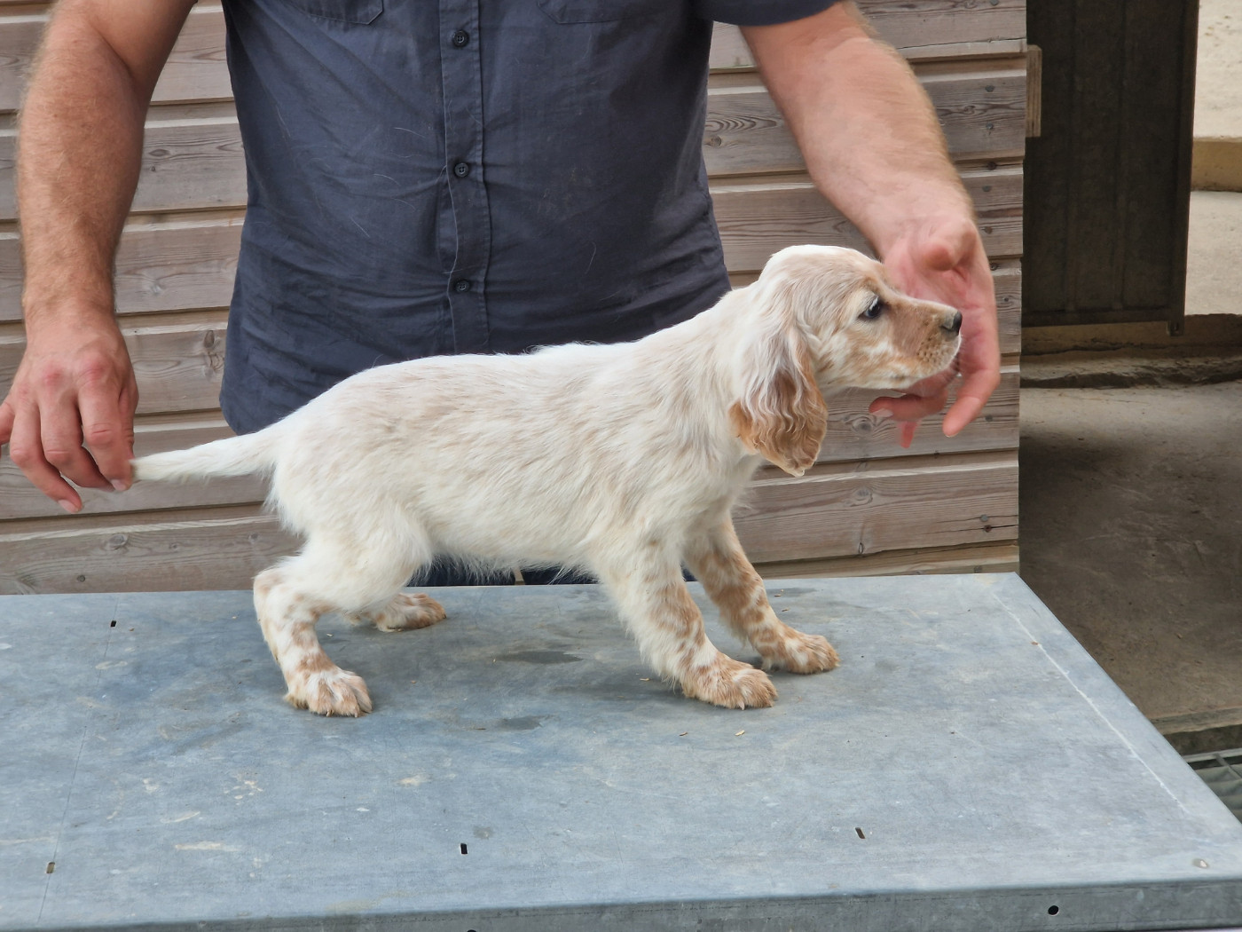 Du Clos De Perlin - Chiots disponibles - Setter Anglais