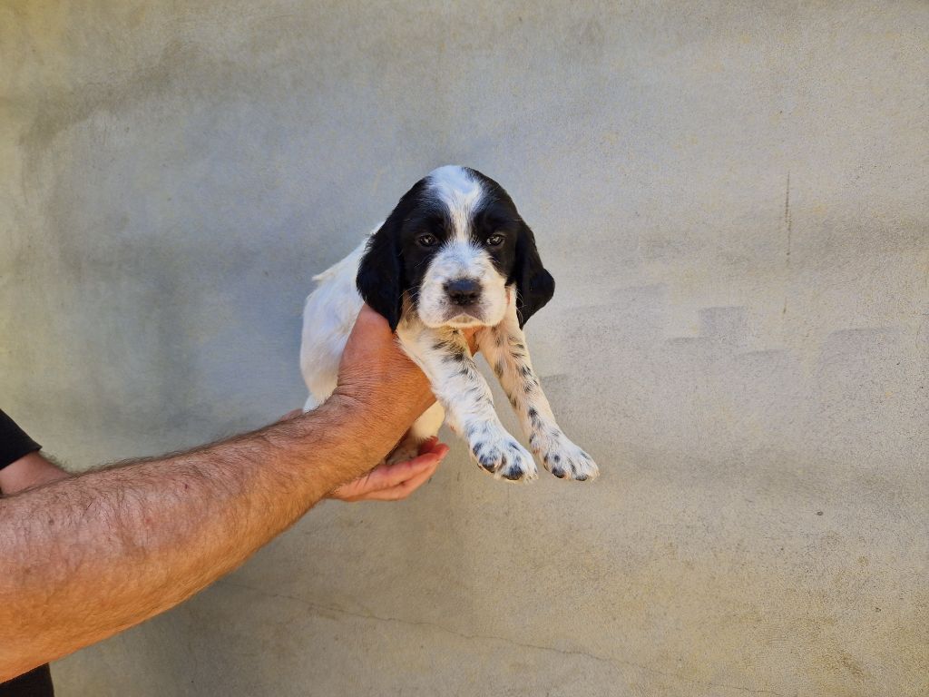 Du Clos De Perlin - Chiots disponibles - Setter Anglais