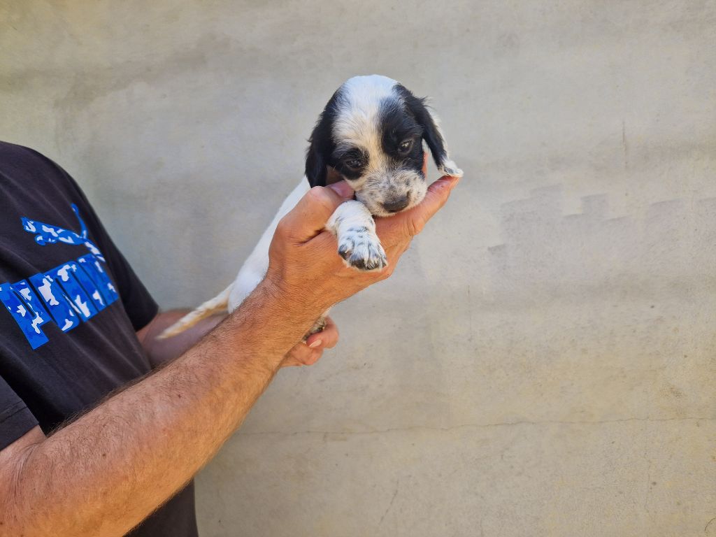 Du Clos De Perlin - Chiots disponibles - Setter Anglais
