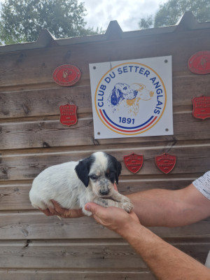 Chiot N°4