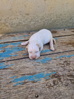 CHIOT 1