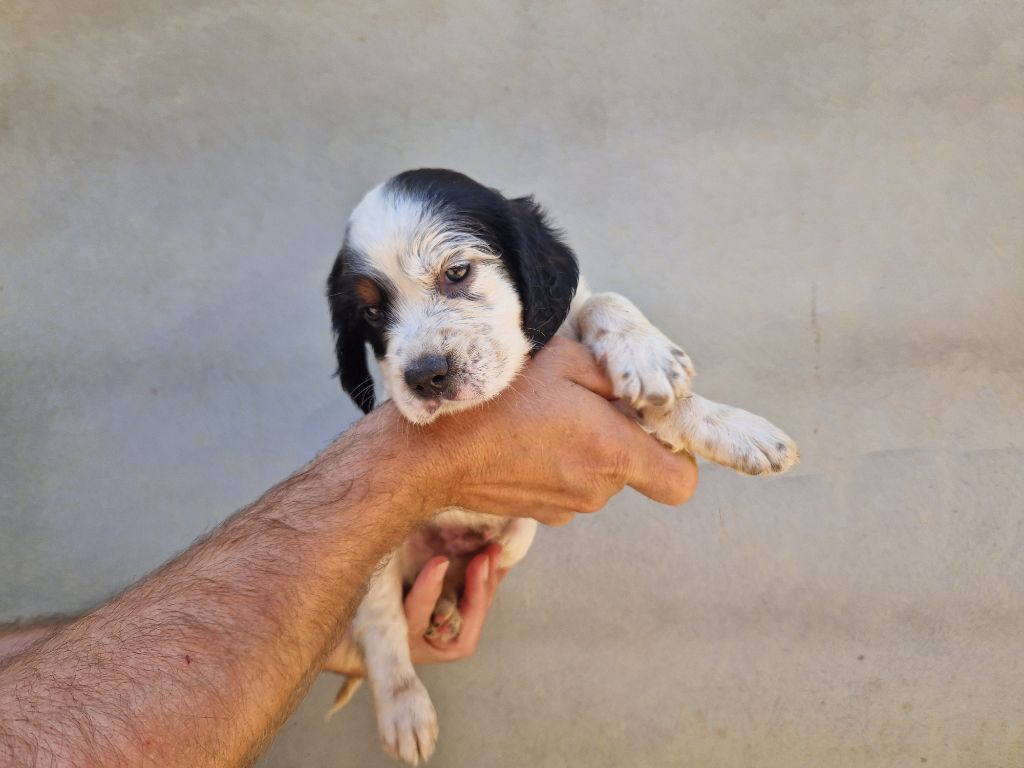 Du Clos De Perlin - Chiots disponibles - Setter Anglais