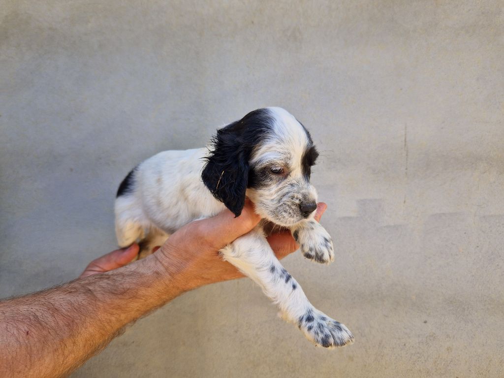 Du Clos De Perlin - Chiots disponibles - Setter Anglais